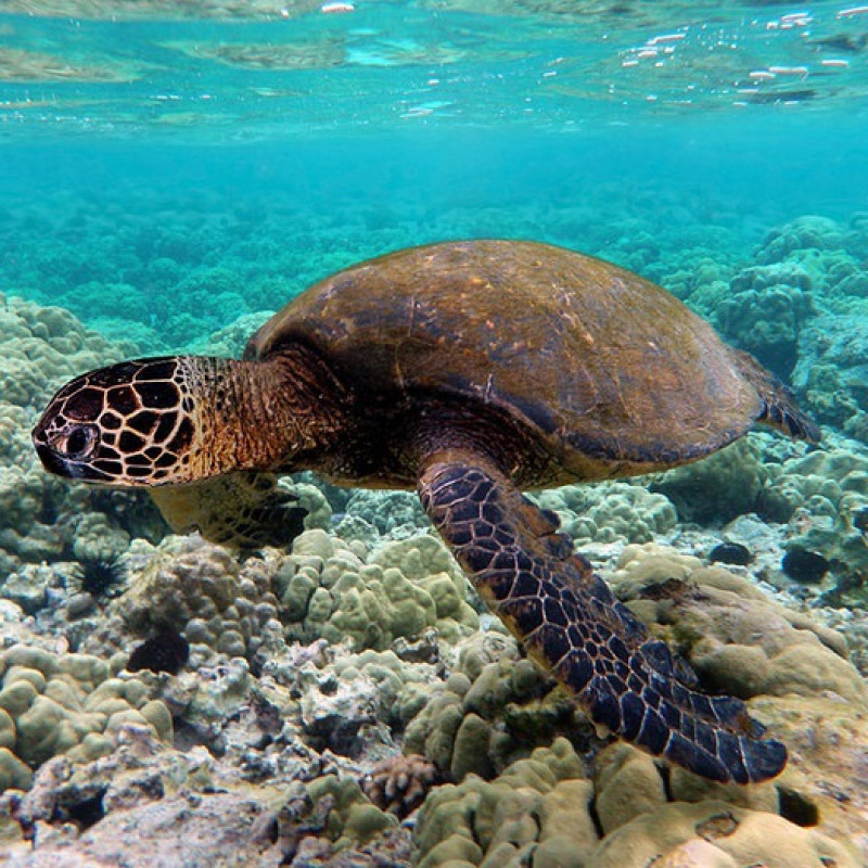 Una tartaruga marina (fonte: Joseph Pfaller)