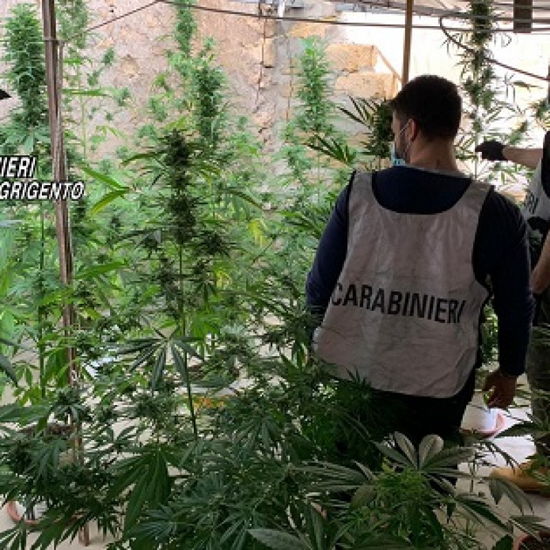 Una serra di marijuana nel sottotetto condominiale, arrestato a Favara