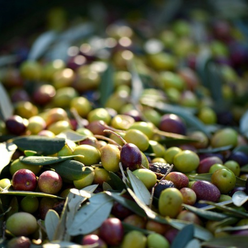 Dagli scarti di produzione dell'olio d'oliva si possono ricavare molecole antiossidanti (fonte: Pixabay)