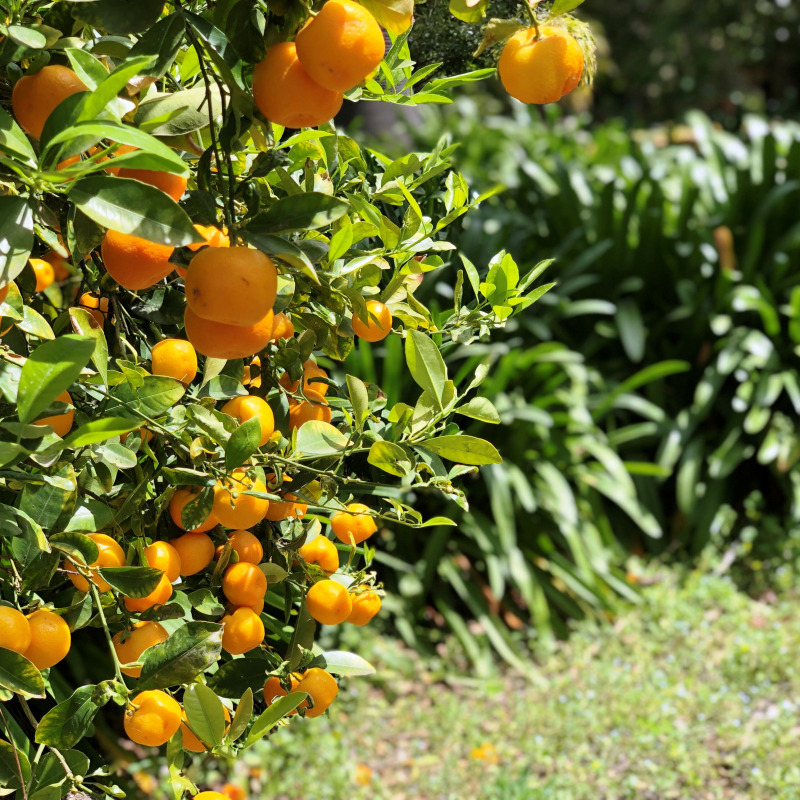 Agrumi all'Orto Botanico