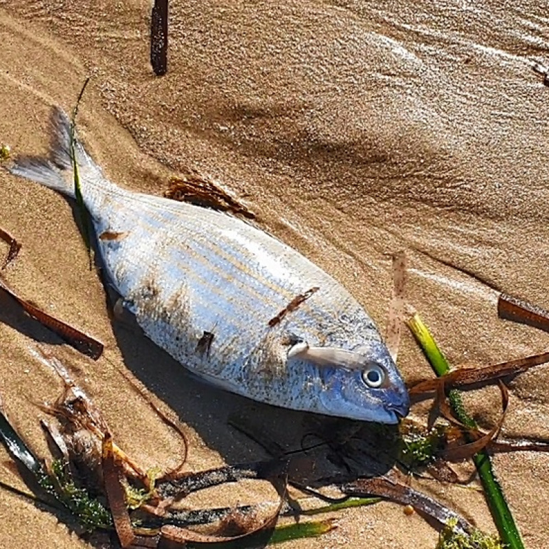 Decine di pesci morti a Realmonte