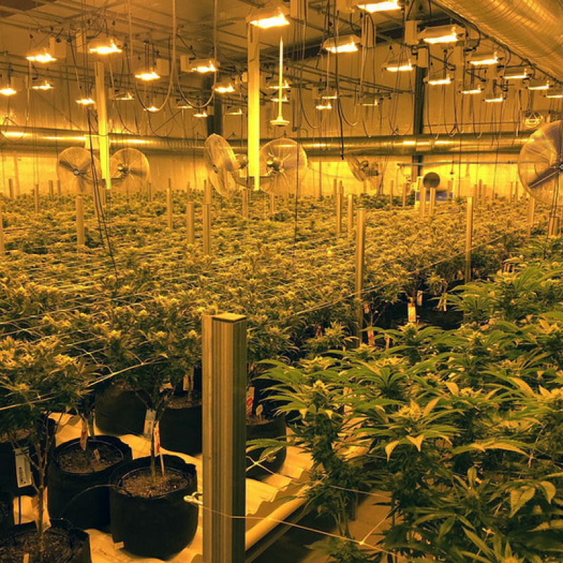Cannabis coltivata indoor all'interno di edifici chiusi (fonte: Oregon Dep. of Agriculture, Flickr)