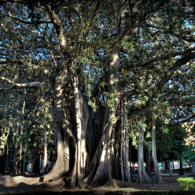 Ficus di piazza Marina a Palermo