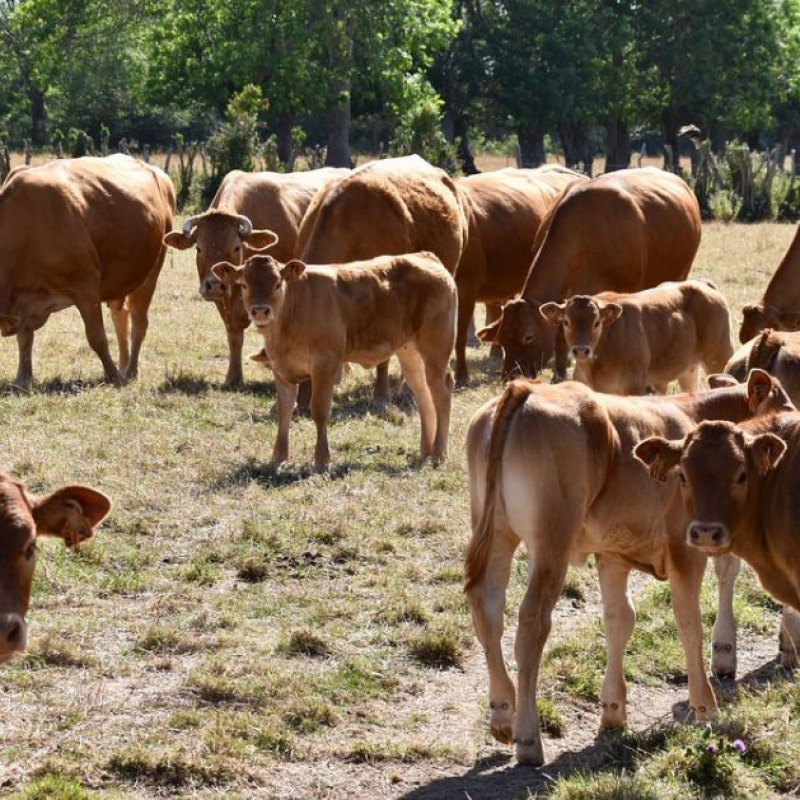 ROMA (ITALPRESS) – Gli allevamenti di bovini di fronte alla sfida della sostenibilità, alla transizione ecologica, al modo in cui coniugare tradizione e innovazione. E’ questo il tema del webinar promosso da Cia-Agricoltori Italiani dal titolo “Allevamenti bovini e transizione ecologica”, un evento online si è svolto in diretta da un’azienda specializzata nell’allevamento di bovini