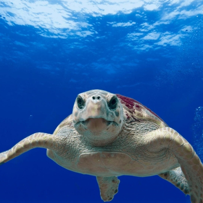 Una tartaruga marina (fonte: Pixabay)