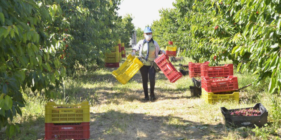 https://assets.gds.it/2021/05/l8217occupazione-in-agricoltura-ha-tenuto-1426176-970x485.jpg