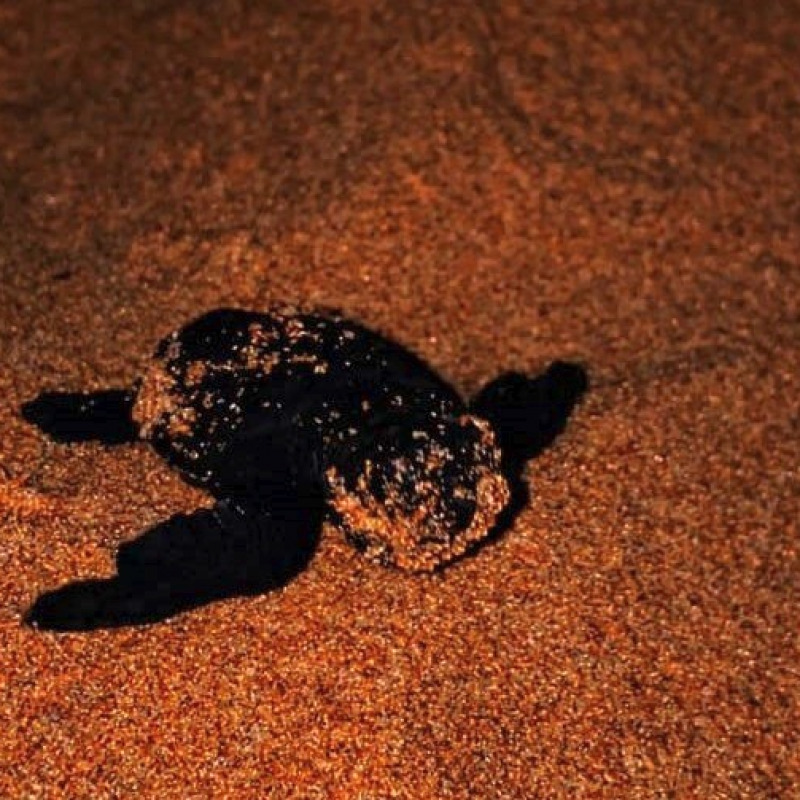Una delle Caretta caretta nate sulla spiaggia di Trappeto