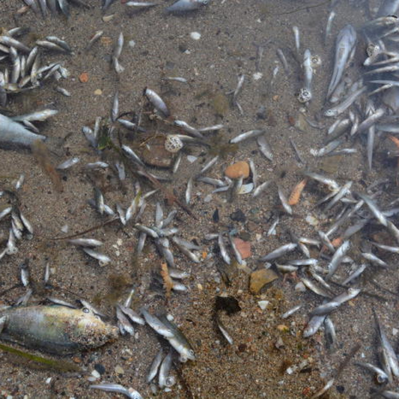 I pesci morti nel Mar Menor
