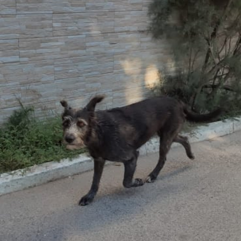 Nerina, la cagnolina trovata morta a Torretta Granitola