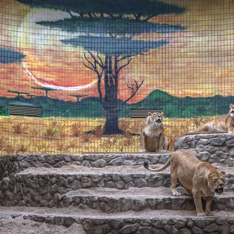 I leoni dello zoo di Kiev