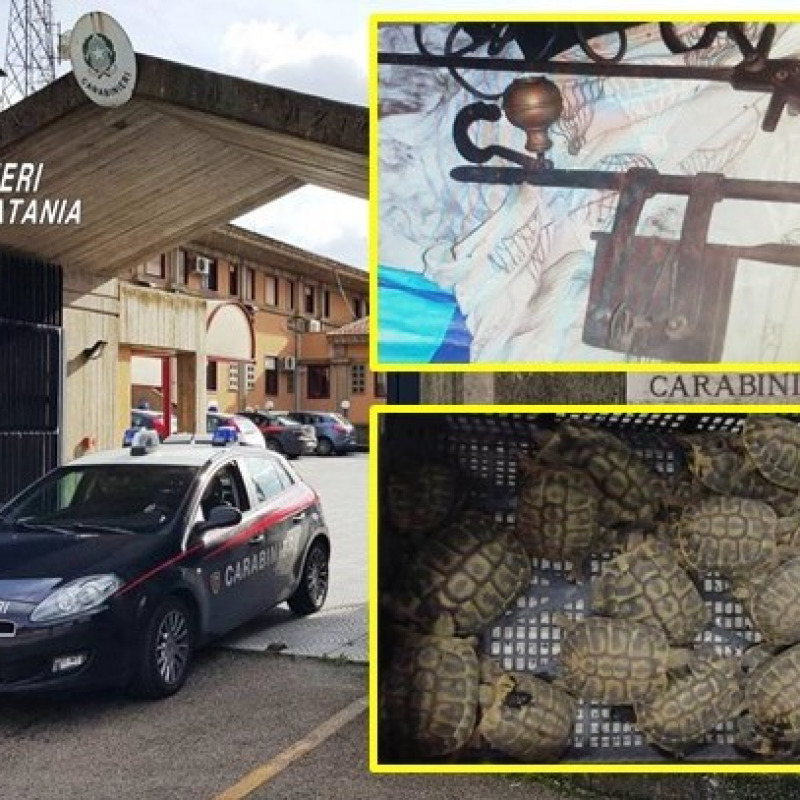 Le tartarughe e l'attrezzatura sequestrate dai carabinieri