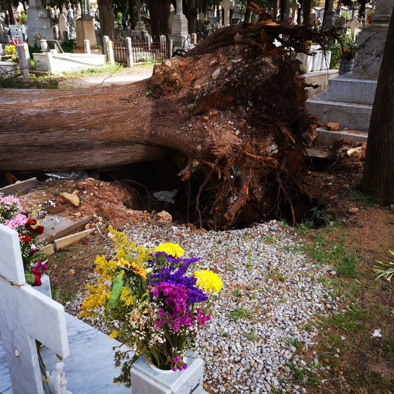 Uno degli alberi caduti sulle bare al cimitero dei Rotoli di Palermo