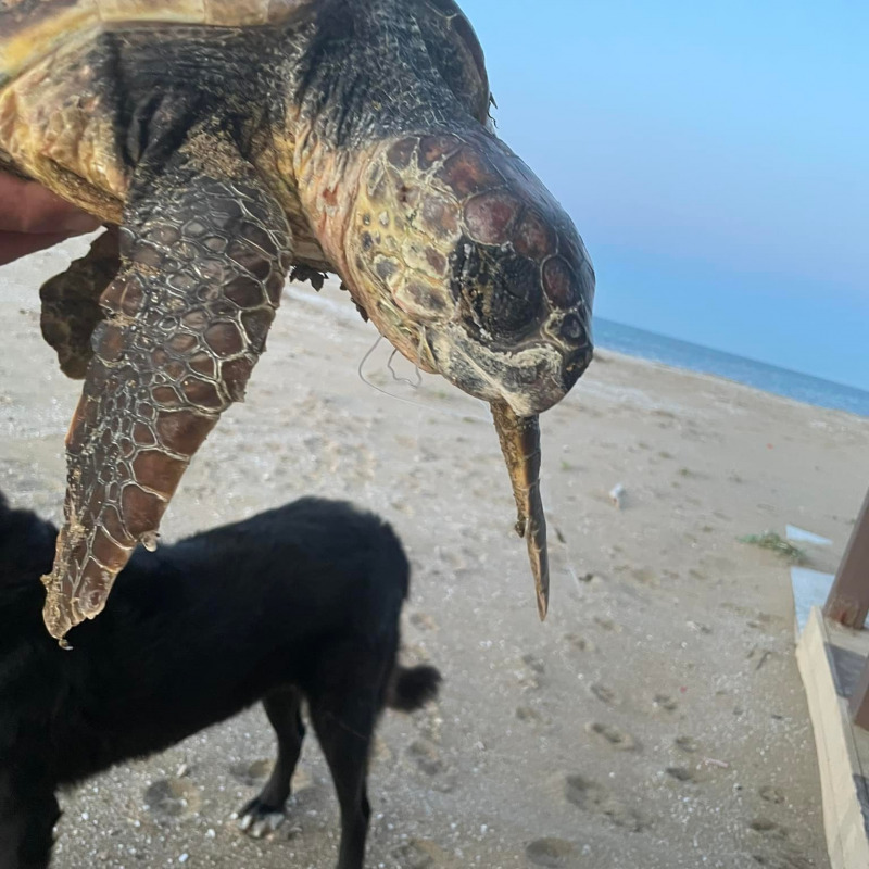 La tartaruga Caretta caretta trovata in spiaggia (foto profilo Facebook Lido Morghella)