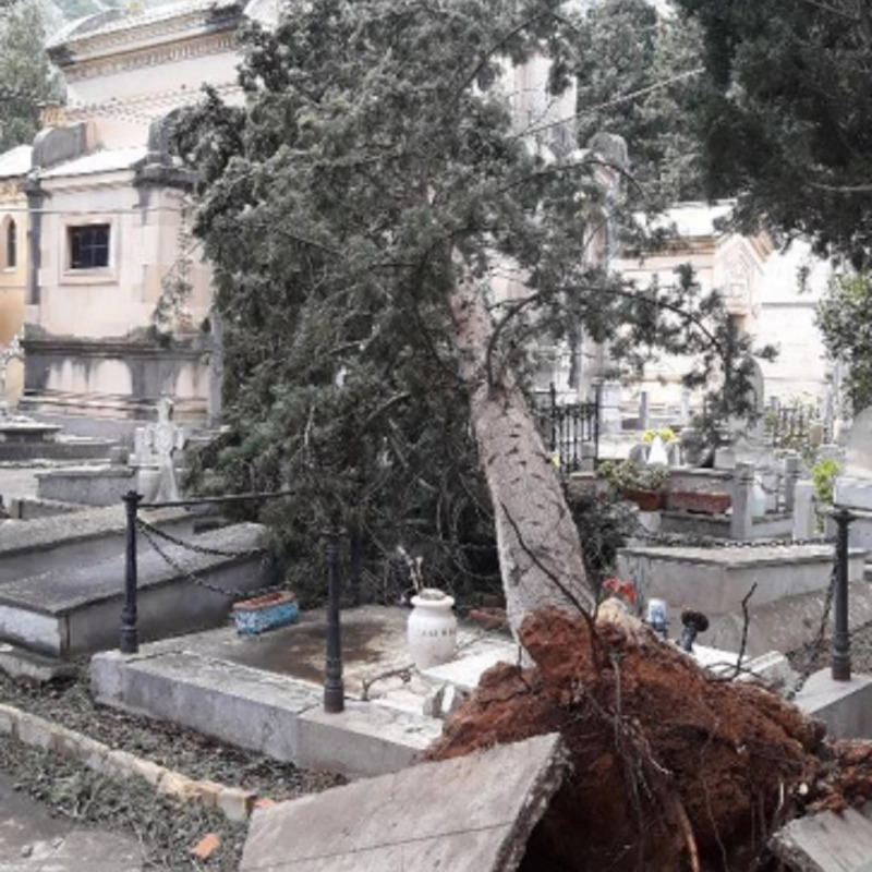 Un albero caduto sulle tombe al cimitero dei Rotoli