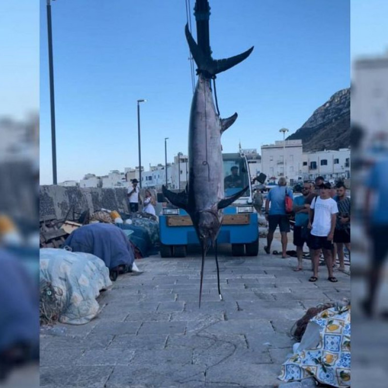 Il pesce spada di quasi 230 kg pescato a Marettimo