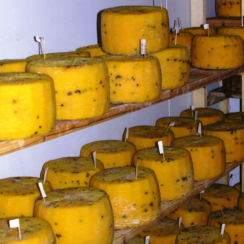 Il formaggio Piacentino di Enna