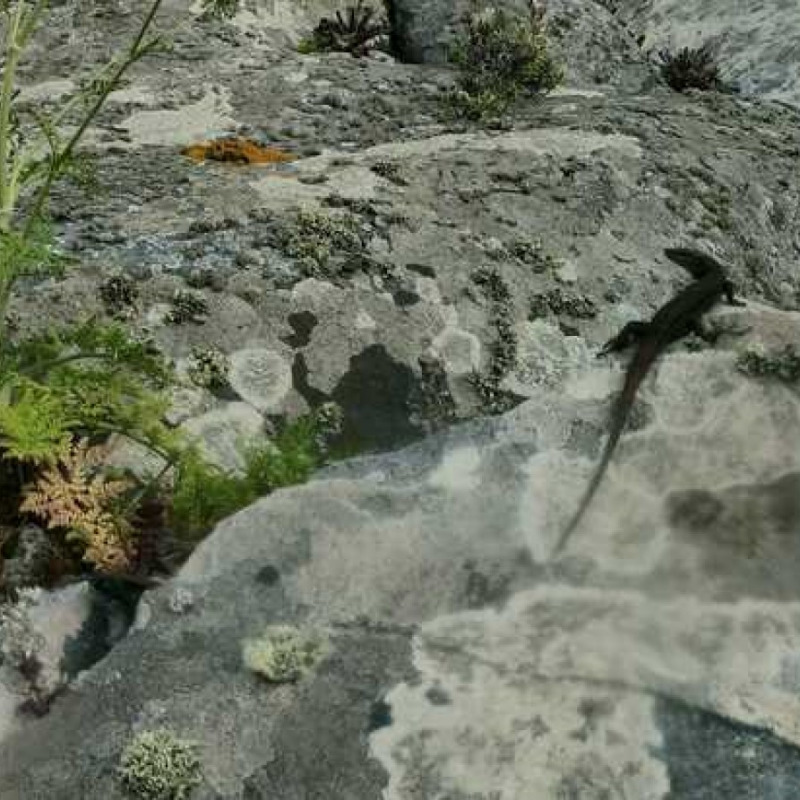 La lucertola nera delle Eolie avvistata e fotografata sull'isolotto di Strombolicchio