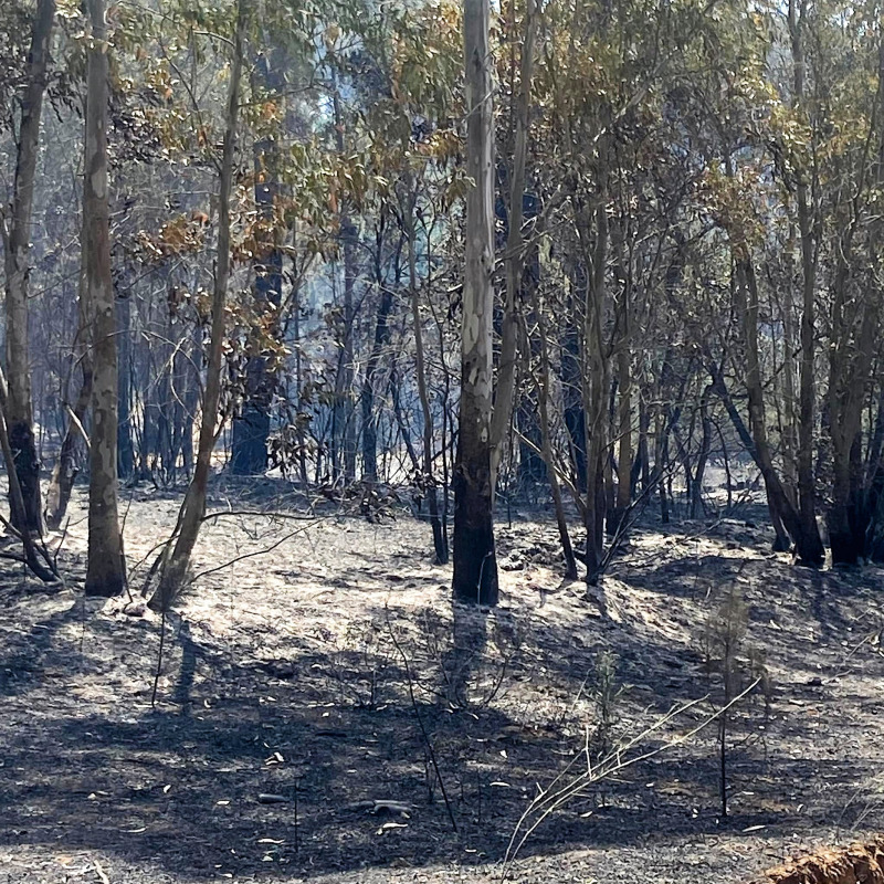 Il bosco il giorno dopo l'incendio