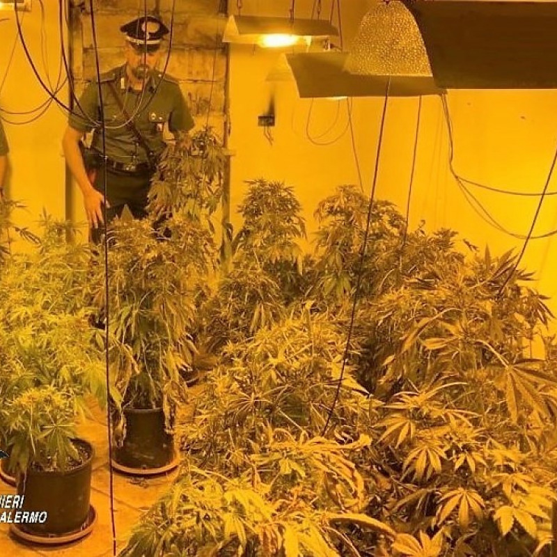 La serra indoor con le piante di cannabis scoperta dai carabinieri a Santa Cristina Gela
