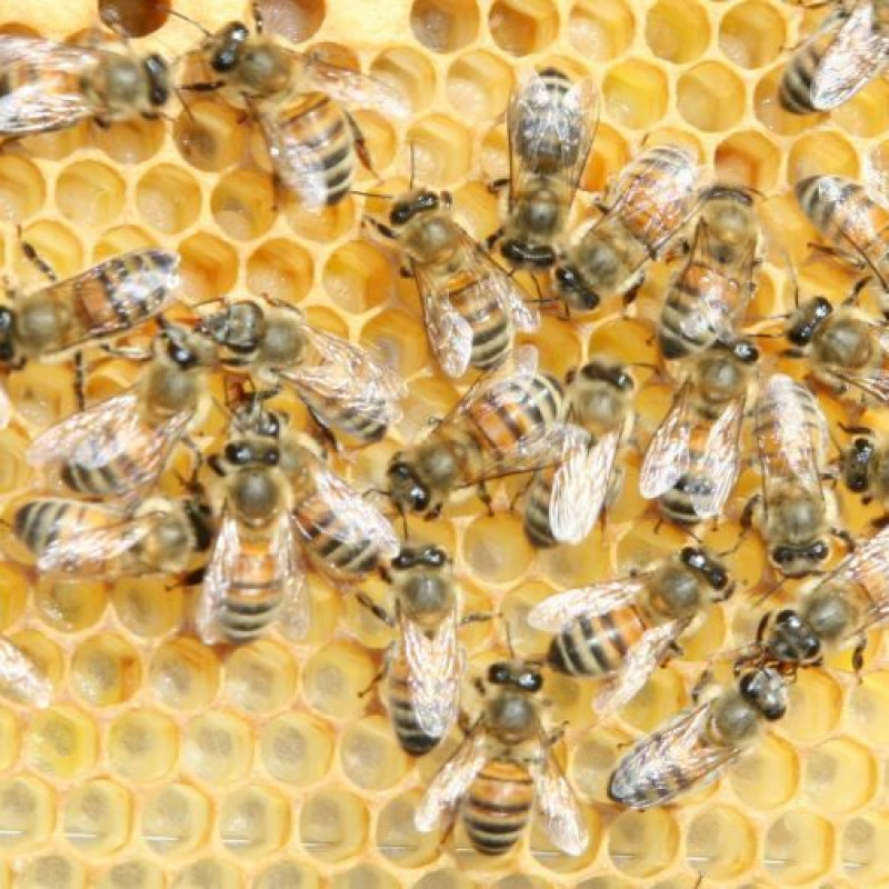 Dimezzata la longevità delle api in 50 anni (fonte: M. Phobos-F. Mikley, Wikimedia)