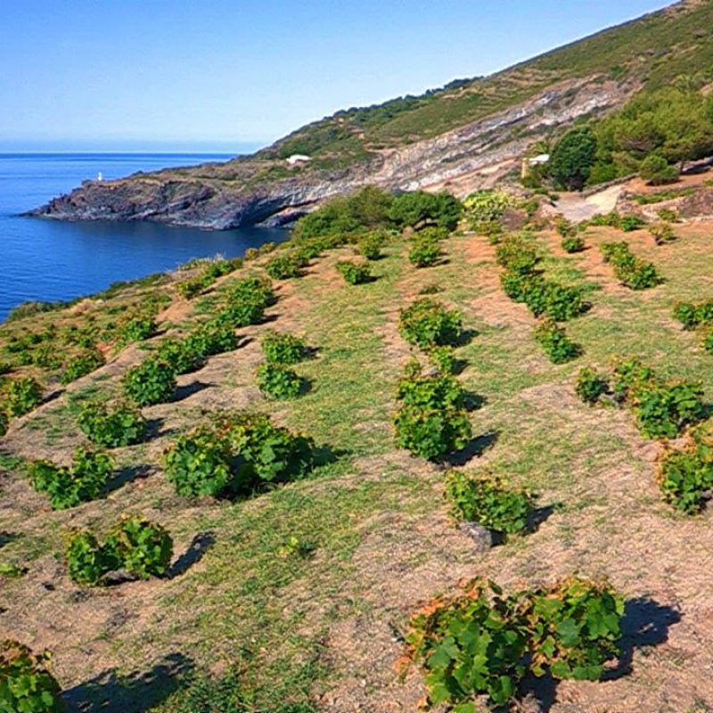 Il parco nazionale di Pantelleria, scrigno di biodiversità
