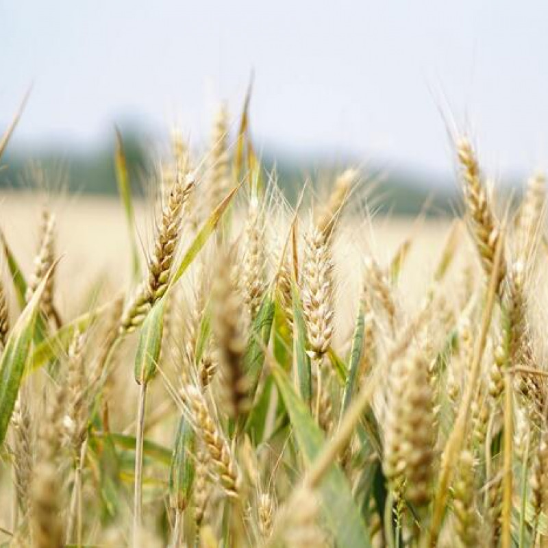 La produzione di grano duro sarà di 4 milioni di tonnellate, +5%