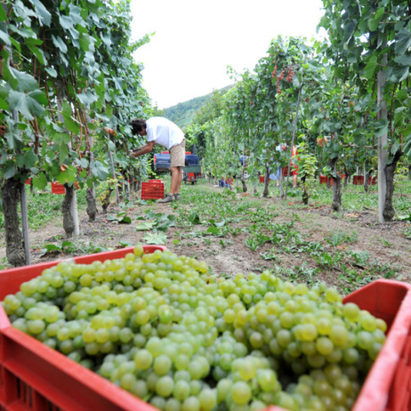 Agricoltura Bio, 16 associazioni di produttori a confronto