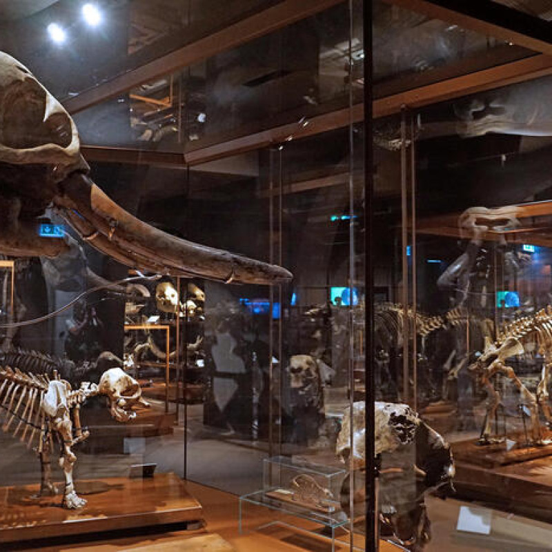 Il Museo della Natura e dell'Uomo, inaugurato dall'Università degli Studi di Padova