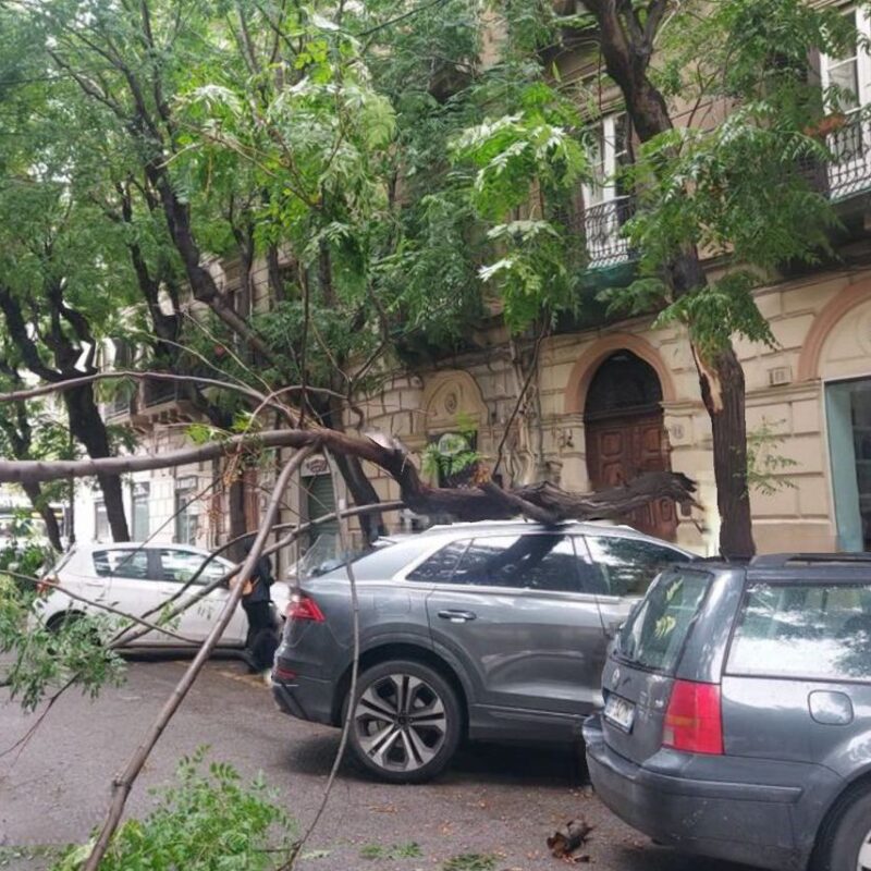 Il ramo caduto in via XX Settembre a Palermo