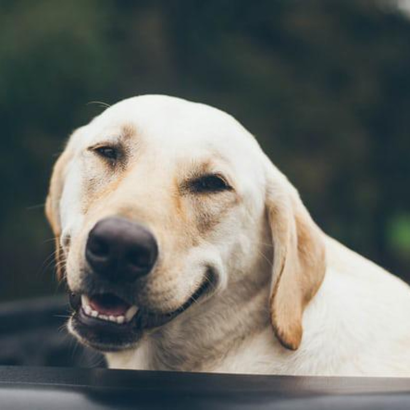 lifestyle sorriso di un Labrador