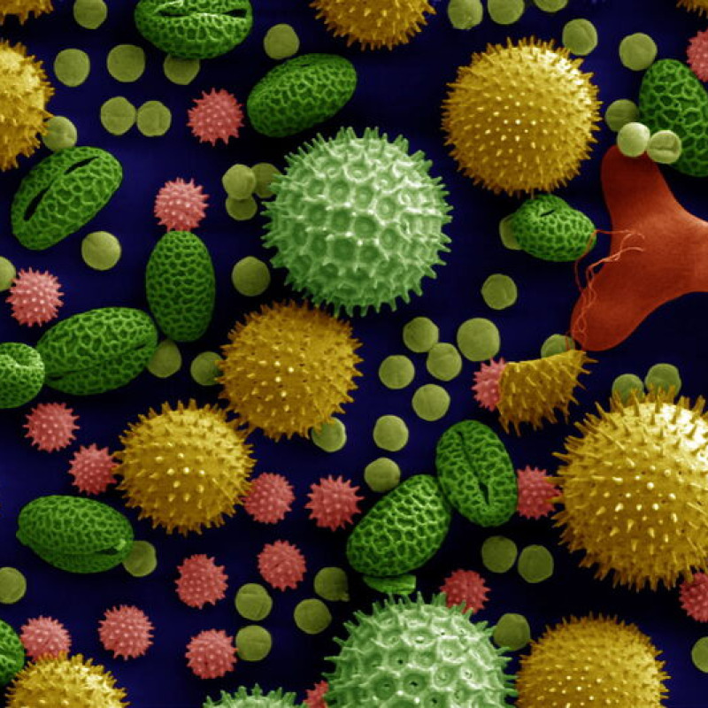 Pollen (fonte: Dartmouth Electron Microscope Facility)