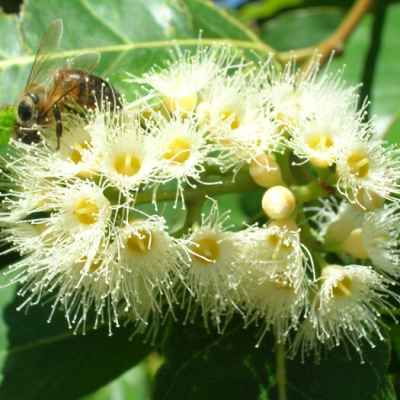 Eucalyptus flowers (credit: Forest &amp; Kim Starr, da Wikipedia)