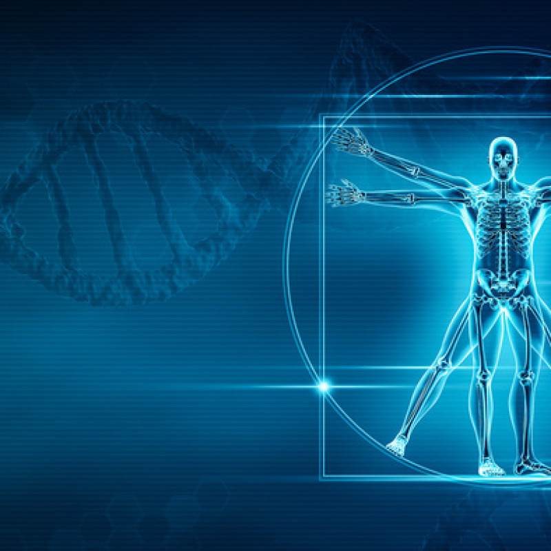 Individuati i geni che modellano il nostro scheletro, dalla larghezza delle spalle alla lunghezza delle gambe (fonte: The University of Texas at Austin)