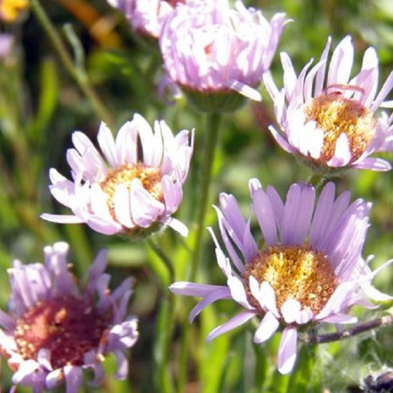 Una delle specie di piante minacciate, l'Erigeron decumbens (fonte: Christine Williams, Mackenzie Cowan, Sandra Miles, Sally Villegas, West Eugene Wetlands staff)