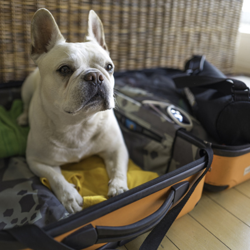 cane pronto al viaggio foto iStock.