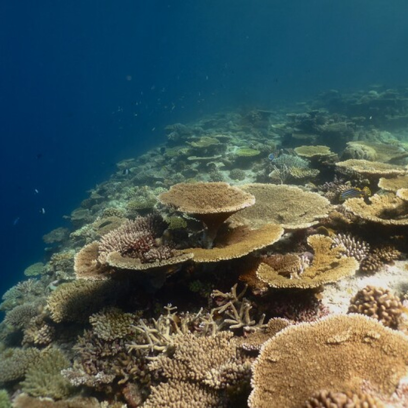 Scogliera corallina in fase di recupero nei pressi del MaRHE center, isola di Magoodhoo, Atollo di Faafu, Maldive (fonte: Università Milano-Bicocca)