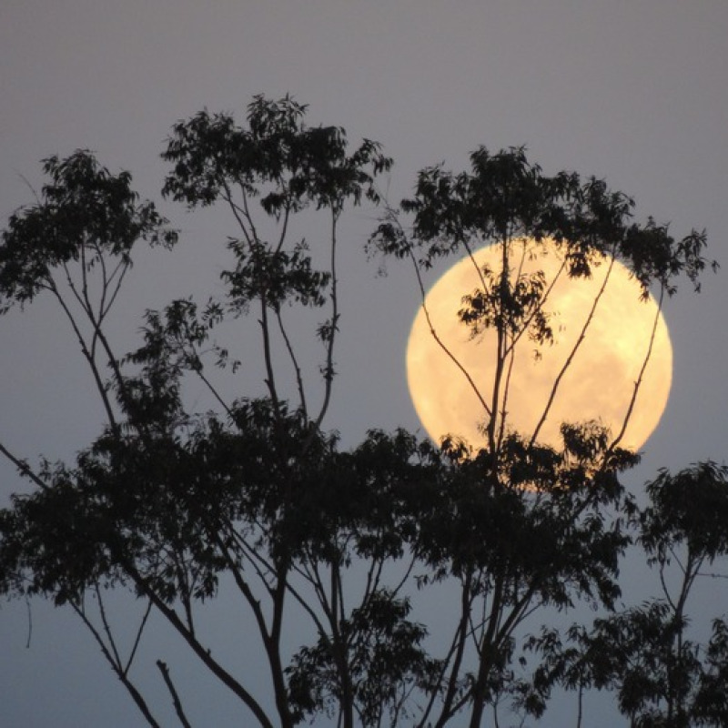 Una Superluna, fotografata in Australia (fonte: Roger Purdie da Pixabay)