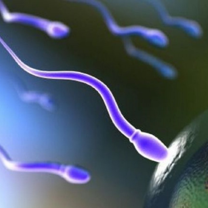 La qualità e motilità degli spermatozoi è migliore in estate