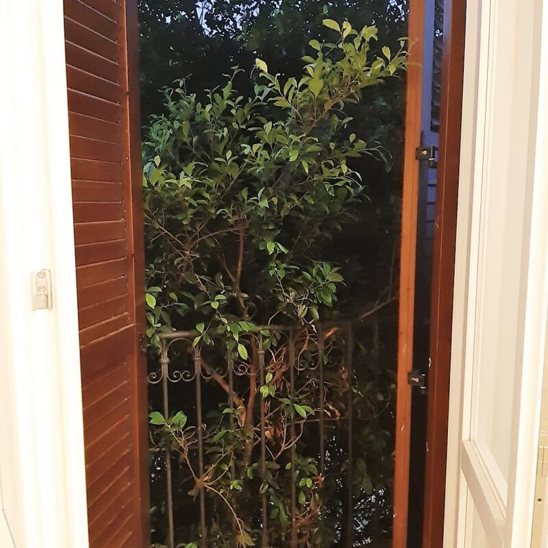 Via Porto Salvo: finestra coperta da un albero