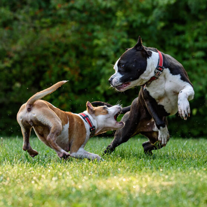 lifestyle Cani che giocano, come assicurare eventuali morsicature