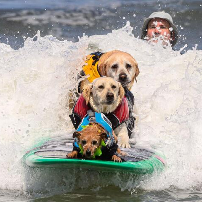 Cani surfisti, sulle onde in California i campionati del mondo