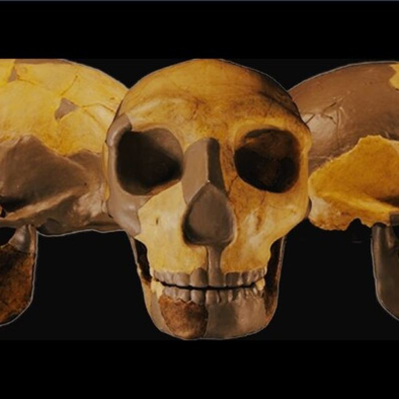 Il cranio dell'ominide scoperto in Cina (fonte: Wu et al., Journal of Human Evolution, 2023)