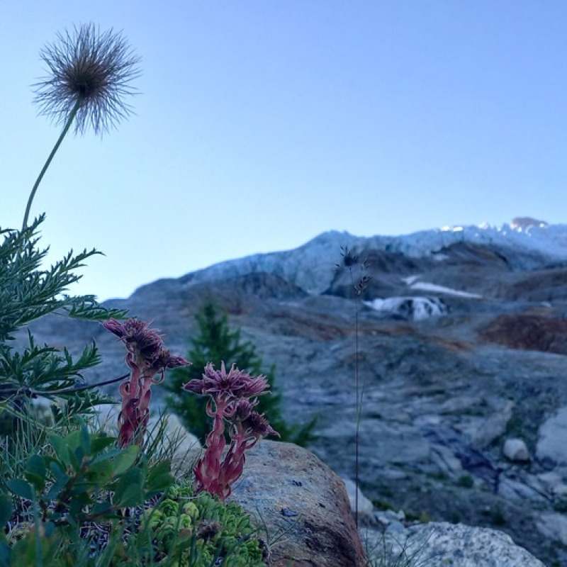 Fiori spuntati dopo il ritiro dei ghiacciai del Monte Bianco (fonte: Jean-baptiste Bosson, Asters-CEN74)