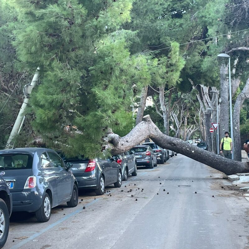 L'albero caduto in via Principe Umberto, a Mondello (foto di Laura Terrasi)