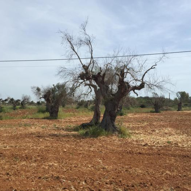 Xylella, 10 anni dopo: la ricerca Ue sperimenta nuove soluzioni