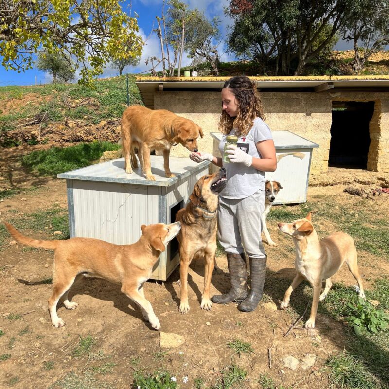 Chiara Calasanzio con alcuni dei suoi cani