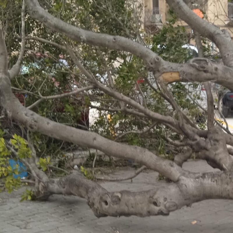 Albero caduto a Trapani