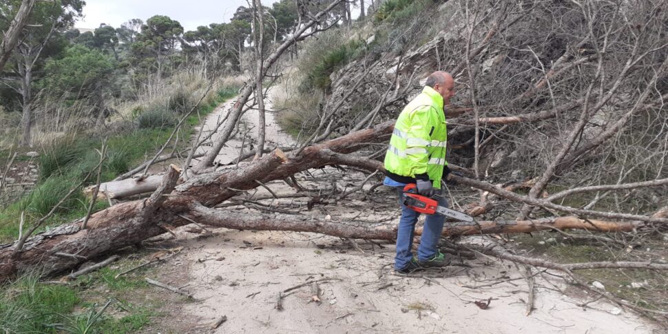 Il Vento Di Scirocco Crea Disagi Ad Erice Crollano Alberi E Pali Della Luce Giornale Di Sicilia