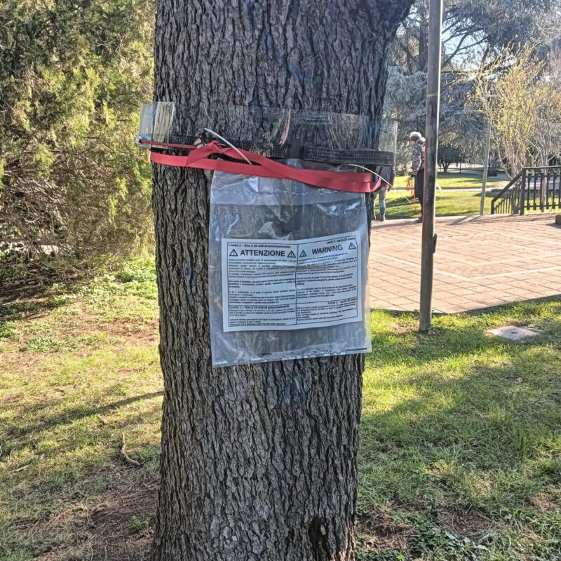 Il collare per gli alberi nel parco comunale di San Giovanni La Punta: serve a evitare che le larve della processionaria finiscano sul terreno