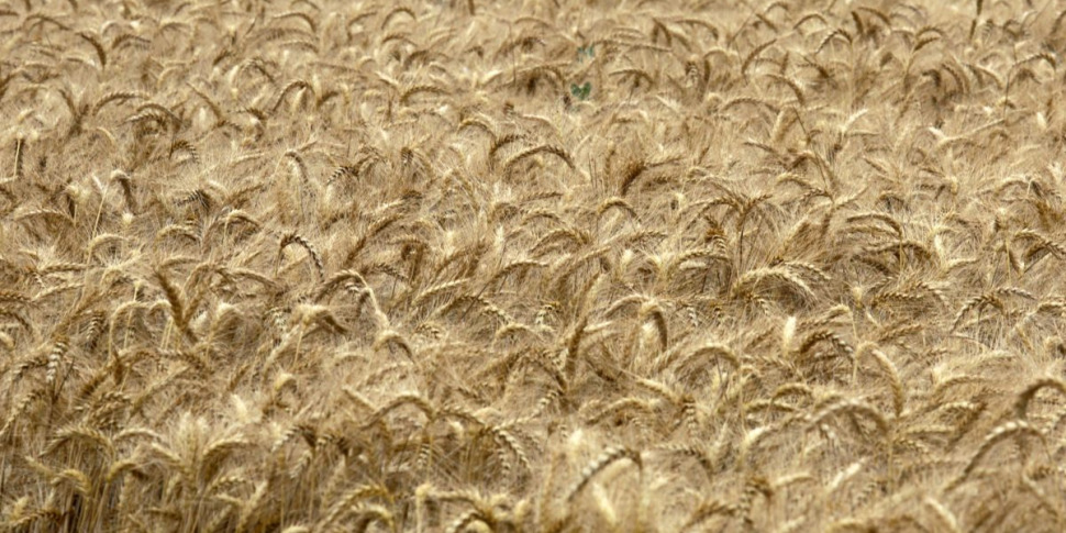 https://assets.gds.it/2024/03/dazi-ue-sul-grano-russo-sul-commercio-agroalimentare-tensioni-usa-cina-1914895-970x485.jpg